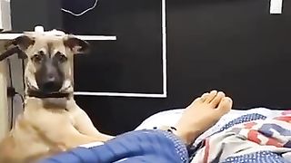 My dog ​​wakes me up violently