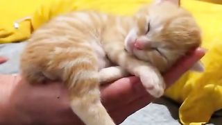 Kitten taking a nap in the hands of its owner