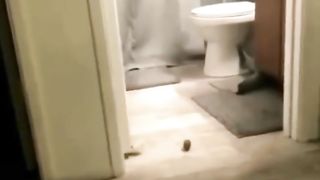Cat trying to catch the ball while hiding
