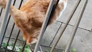 A cat passing through an amazing place