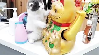 funny cats 25