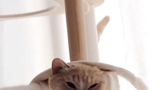 funny cats 26