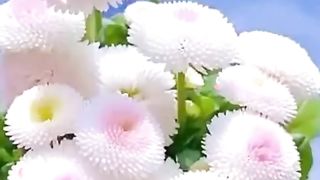 Beautiful flowers 22