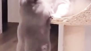 SO SWEET ???????? ROMANTIC CAT TO HIS PARTNER_funny cat video