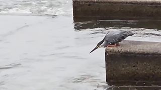 Bird and Fish