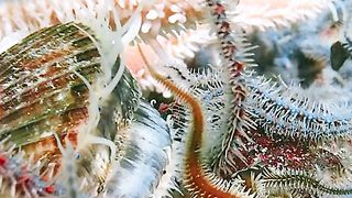 Sea Monster 4k