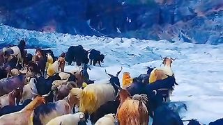 Mountain Animals cross tha glacier way.