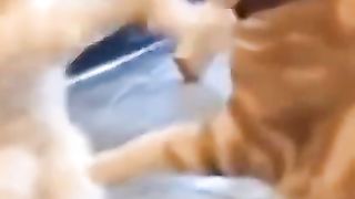Cat play claws like fighting very cute cat ???????? #febspot #funnycat #cutecat
