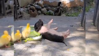 Bajie is sleeping in, and the puppies are playing with chickens and ducks.