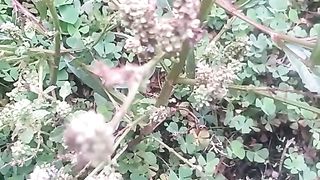 Animal's lover 137