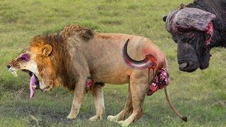 Shocking Moments When Painful Lions Are Attacked And Tortured By Africa's Deadliest Preys