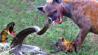 Python's Deadly Bite! Hyena Was Swallowed By A Python Because She Dared To Steal Its Prey
