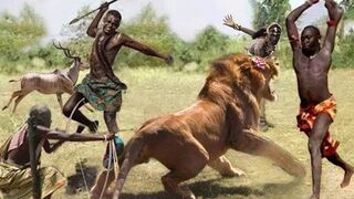 Dramatic Conflict! Maasai Warrior Took Up His Weapon And Chased The Ferocious Lion To Rescue Kudu
