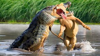 Scary Moments When Crocodiles Suddenly Rushed To Grab The Heads Of Notorious African Predators