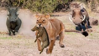 Unbelievable! Brave Warthog Parents Is Determined To Chase And Attack Lion To Get Their Baby Back