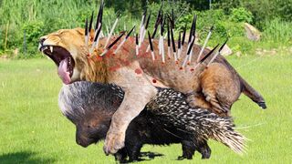 Porcupines Are Very Dangerous! This Giant Porcupine Easily Defeats Lion Thanks To Its Sharp Spikes