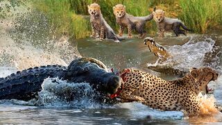 Pitiful Scene! Crocodile Of Death Rushed To Tear Mother Cheetah While Taking Her Cub Across River