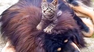 Funny Animal Videos, Comedy