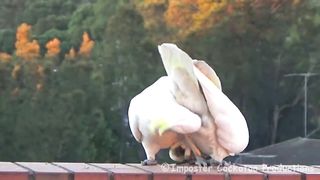 Sweet and Funny Cockatoo Love (Original).