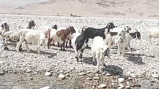 Bakriyah Daryah par karty howy