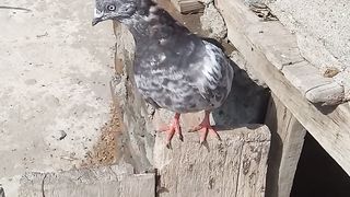 beautiful pigeons