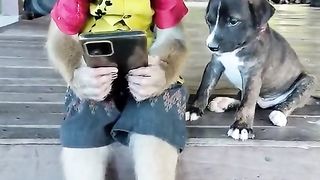 Funny Monkey Vs Cute Puppy Viral Video