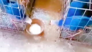 Funny Animals Viral Video 2