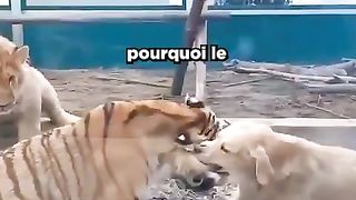 CE CHIEN SÉPARE UN LION ET TIGRE !???? 2