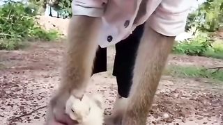 Funny Monkey Viral Video 42