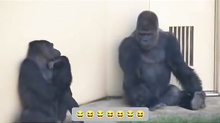 Funny Monkey Viral Video 43