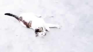 Funny Animals Viral Video 3