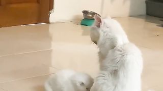 Funny cat 231