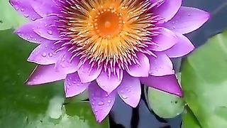 سورۃالضحیٰ????