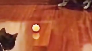 Funny ???????? cat playing catch the ball