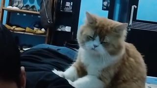 funny cats 05