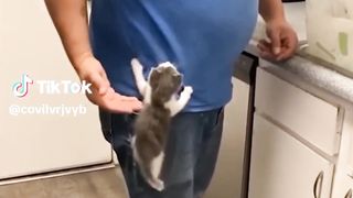 Funny tiktok animals ????????????