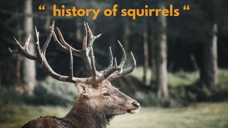 reindeer history