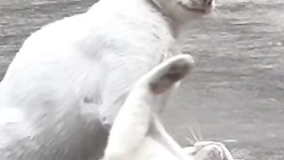 funny cats 06