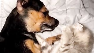 Funniest Animals videos compilation best of 2023.try not to laugh ???? ???? #animals #cat #dog #pets ????❤️????️