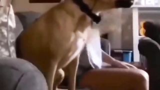 Funny Animal Videos part 3