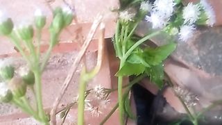 Animal's lover 140