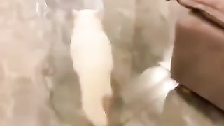 Funny Animals Video Part 4
