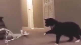 Funny Animals Part 6