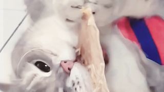 Funny cats @Funtime24