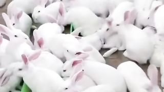 I? WHITE RABBIT!