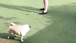 Funny Dogs of TikTok Compilation ~ Doggos Doing Funny Things TIK TOK ~ 2020 5