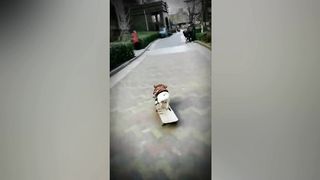 funny cat 85