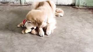 Watch this precious dog take care of his little puppy ????????