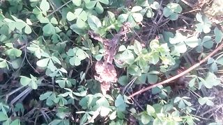 Animal's lover 145