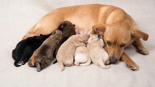 Mother Always Protect his Child .